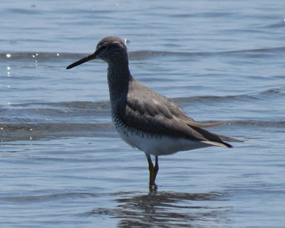 �Y�ރL�A�V�V�M