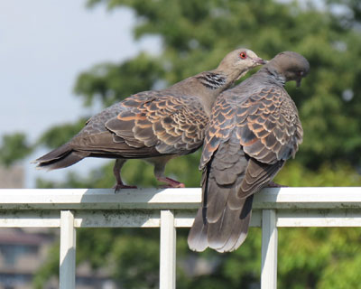 ���ǂ��L�W�o�g