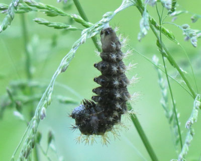 �Ƃ��Ƃ��L�^�e�n