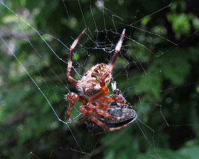 �����������Ɋl���������N��