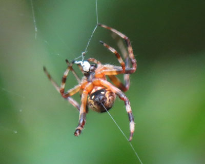 �ؗ�Ȏ����΂�