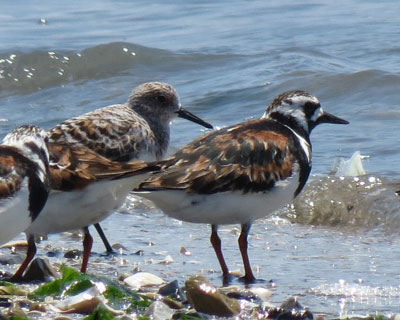 �L���E�W���V�M�����킩��