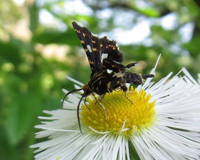 �����ʂ肪�����}�h�K