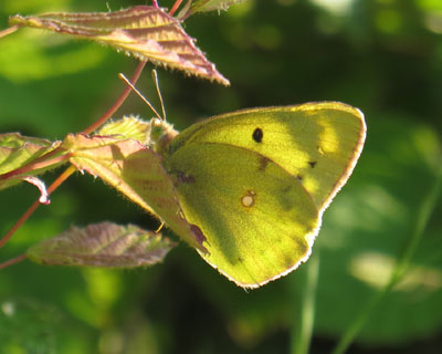 ����肪���킢�������L�`���E