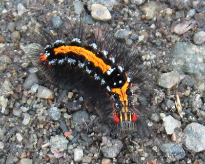 �����ɂ��ł��ۂ������V���h�N�K