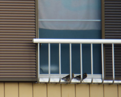 �ˑ܂�_�����N�h���v�w