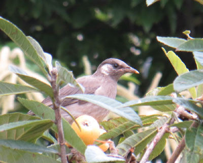 �₪�Ă��������̂��o�Ă���