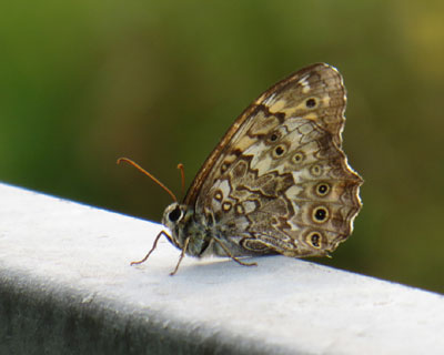 �炪���킢���T�g�L�}�_���q�J�Q