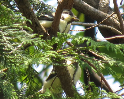 ����ł邯�ǂ悭�����Ȃ�