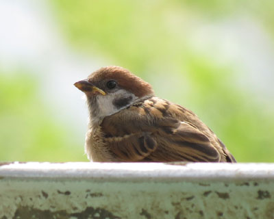 �a��̎q�X�Y��