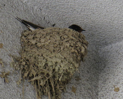 �ߏ��̒��ԏ�c�o��