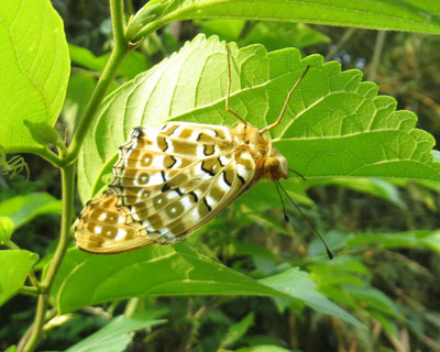 �����t���̃c�}�O���q���E����