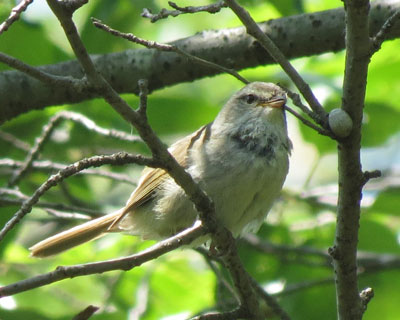 ���Ăɂ͂悭������E�O�C�X