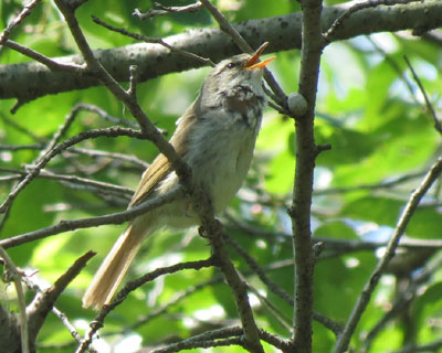 ���X�Ɩ�