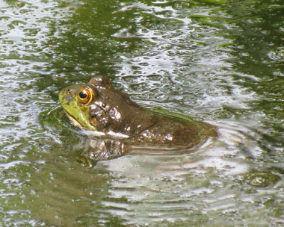 ���D�ɂ���