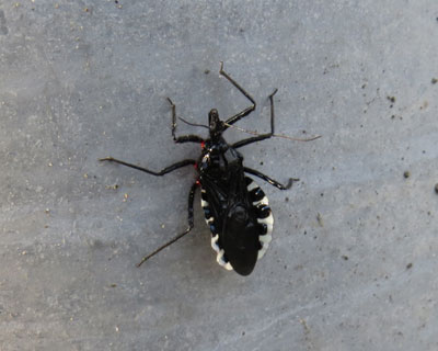 �d���ɂւ΂�����R�d�i�T�V�K��