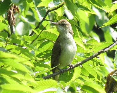 �����������킢���I�I���V�L��