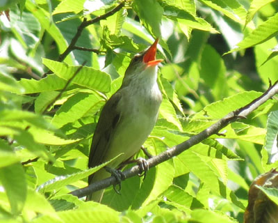 �E�O�C�X���R�U�炵�Ė�