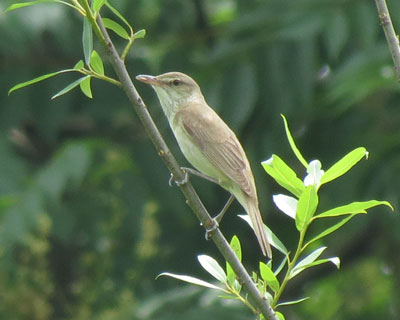 �Ƃ��ǂ��ق�