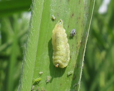 ���Ԃ�q���^�A�u�n