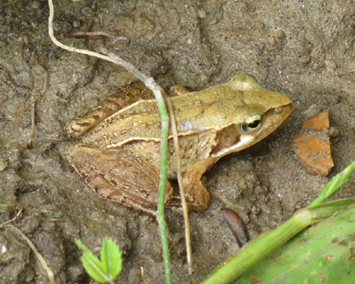 �B�ꂽ����̃A�J�K�G��