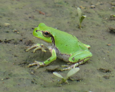 �ڂ����Ƃ��Ă�