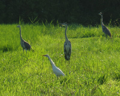 �w�L�уA�}�T�M