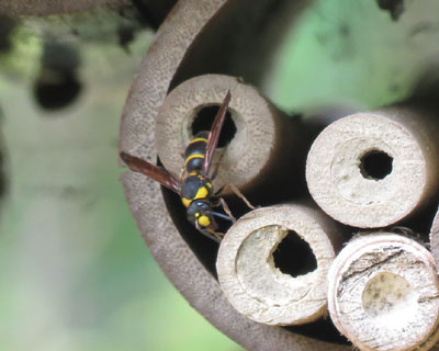 �Z�C�{�E�ɑ_����I�I�t�^�I�r�h���o�`