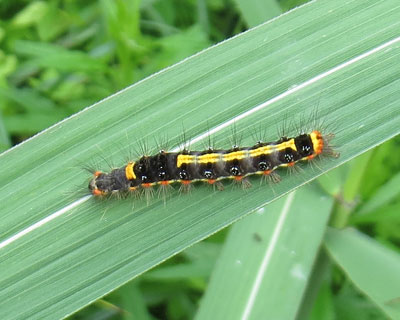 �S�}�t���h�N�K�ۂ�