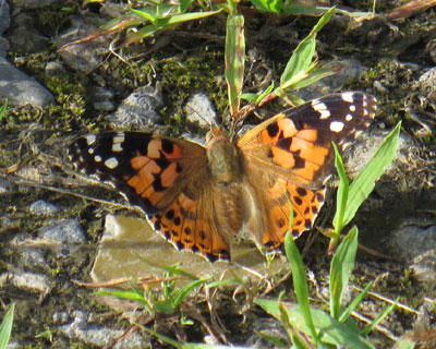 �悭�n��ɂ���q���A�J�^�e�n