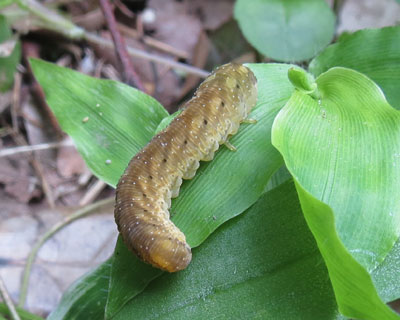 �n�������Đ��̕s���̃C��