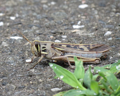 �c�`�C�i�S