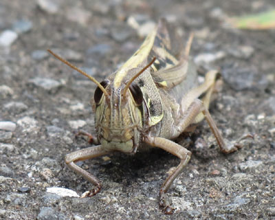 ���ʊ炪���킢��