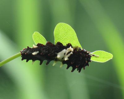 �W���R�E�C�{�����