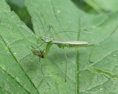 �`�r�J�}�L���̐H��