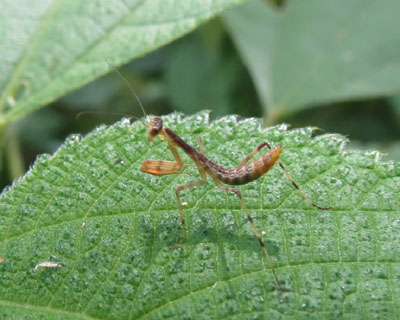 ���K�s���R�̓n���r���J�}�L���炵��