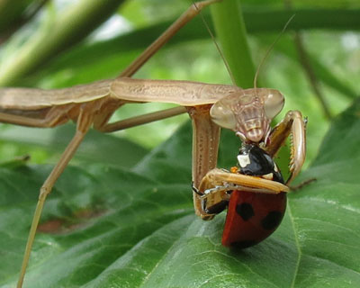 �J�����ڐ��ŐH�ׂ�