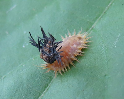 �C�`�����W�J���m�R�n���V�c��