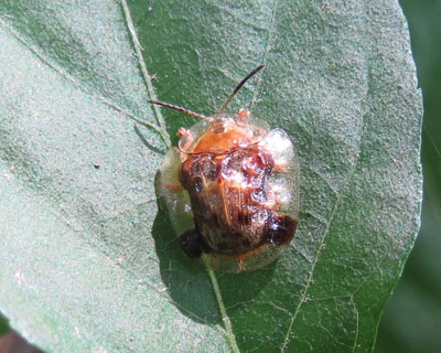 �C�`�����W�J���m�R�n���V����