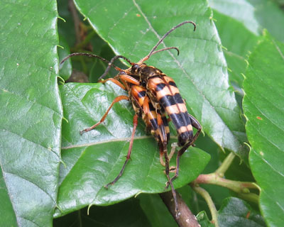 �g���͗l�̃��c�X�W�n�i�J�~�L��