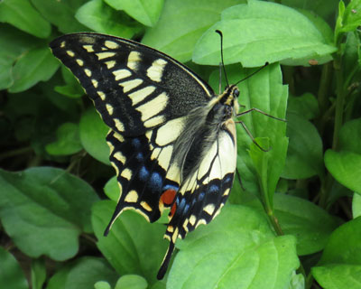 ��������Ȃ��L�A�Q�n