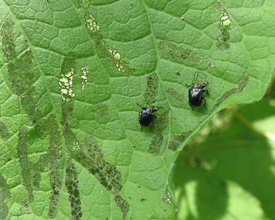 �t���ς��X�J�X�J�ɂ���`�r�b��