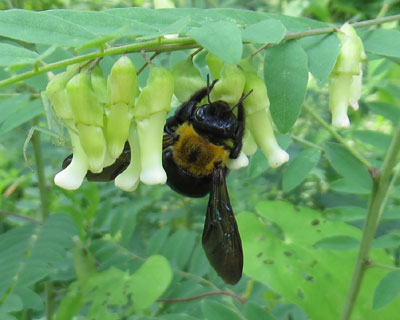 �N�����ƃN�}�o�`