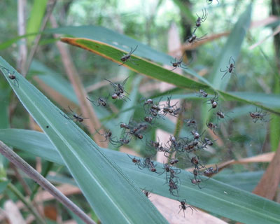 �����U�����N���̎q