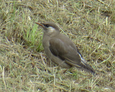 �����q���N�h��