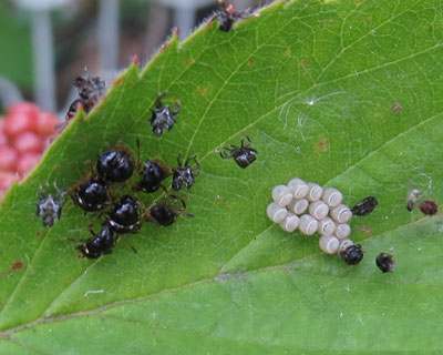 ���������Ă悭�����Ȃ���