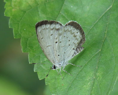 �ڂ����킢�������V�W�~