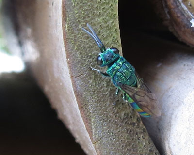 �Ɛ��w�͌����I�Z�C�{�E