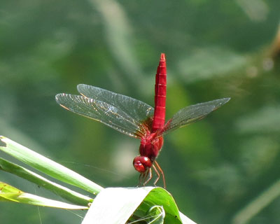 �|���V���E�W���E�g���{