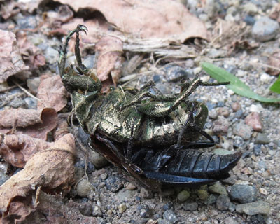 �V�f���V�ɂ���Ă�s�J�s�J�b��